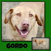 Gordo