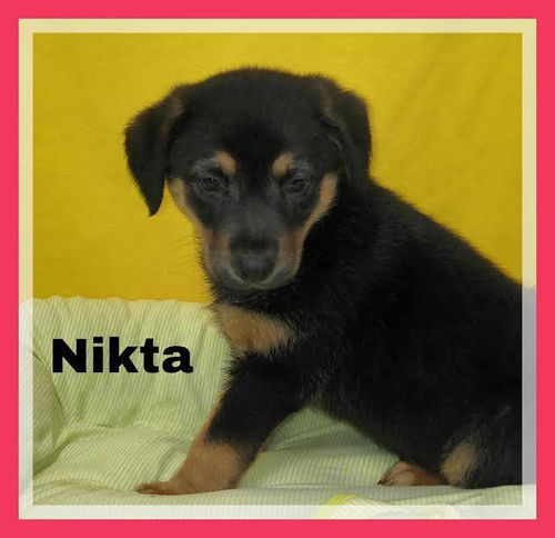 Nikita