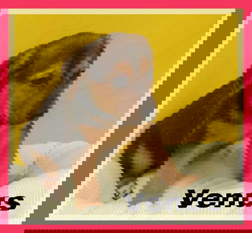 Venus
