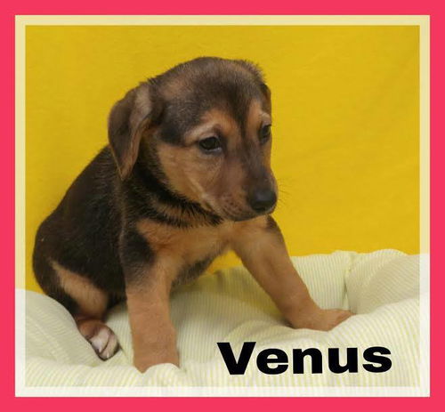 Venus