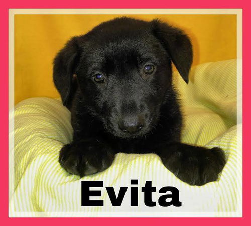 Evita