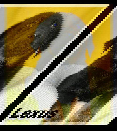 Lexus
