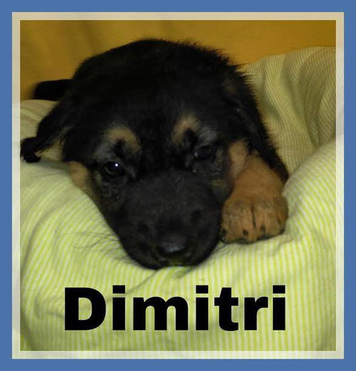 Dimitri