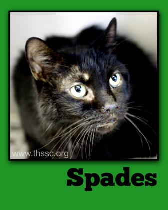 Spades