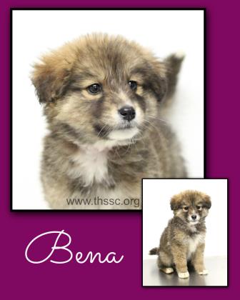 Bena