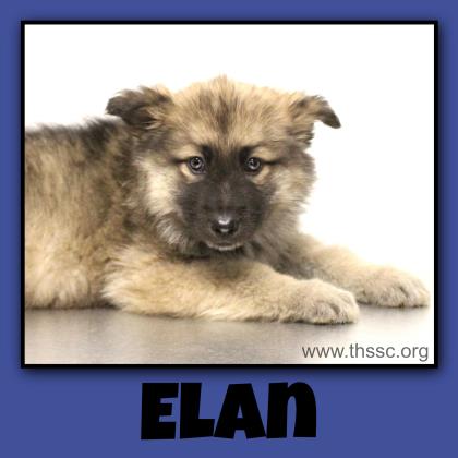 Elan