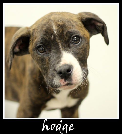 Hodge