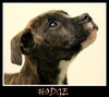 Hodge