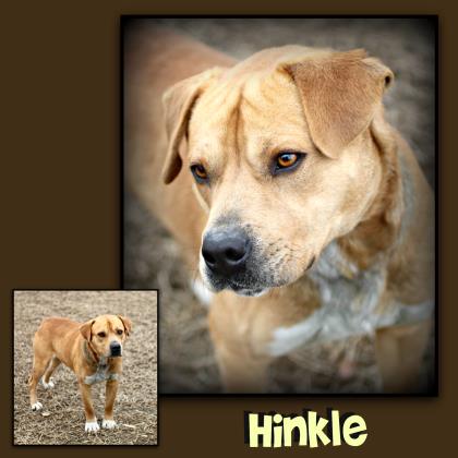 Hinkle
