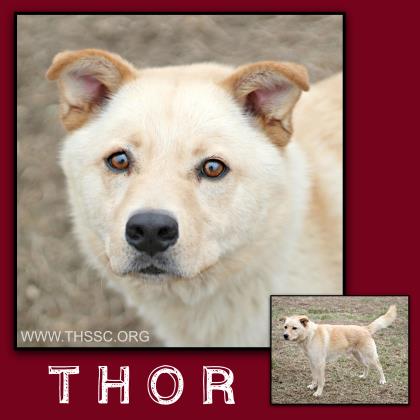 Thor