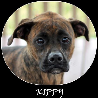 Kippy