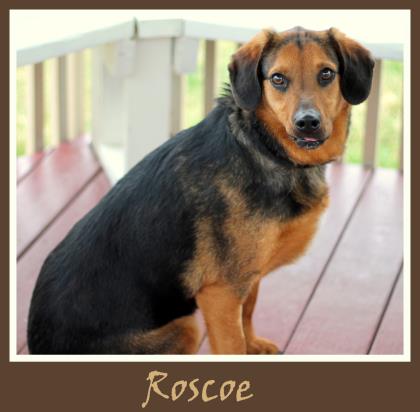 Roscoe