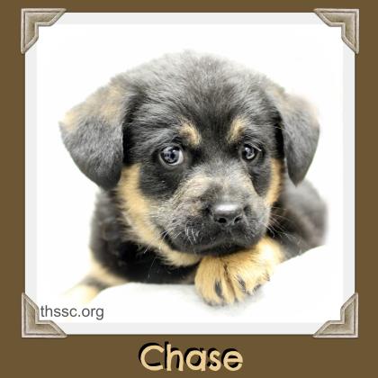 Chase