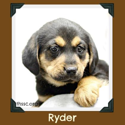 Ryder