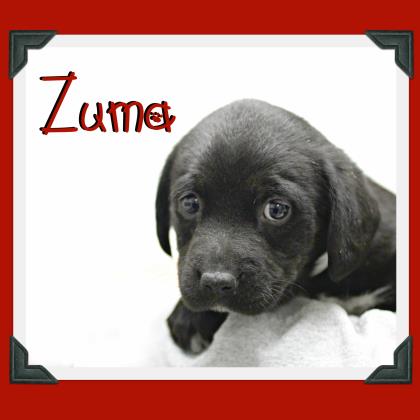 Zuma