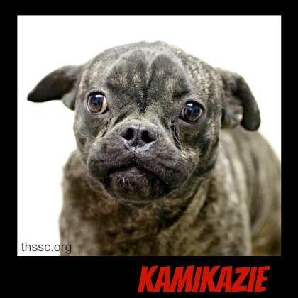 Kamikazie