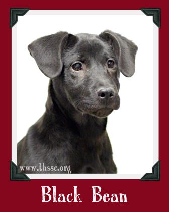 Black Bean
