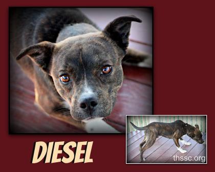 Diesel