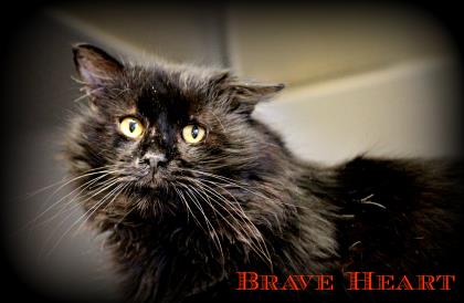 Brave Heart