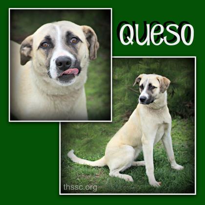 Queso