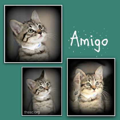 Amigo