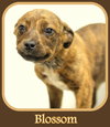 Blossom