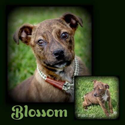 Blossom