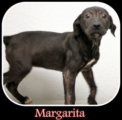 Margarita