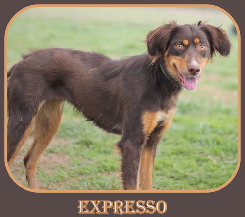 Expresso