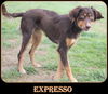 Expresso