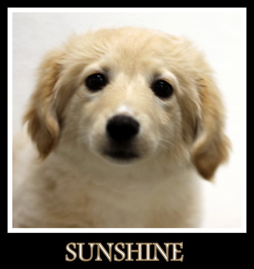 Sunshine