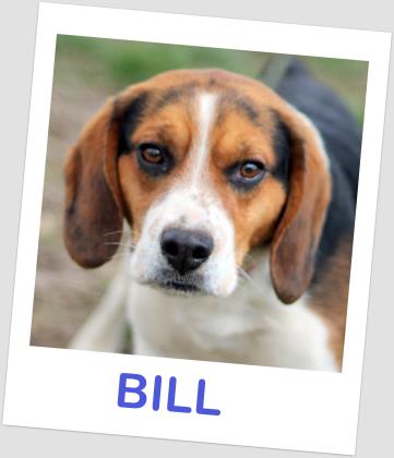 Bill