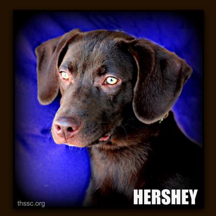 Hershey