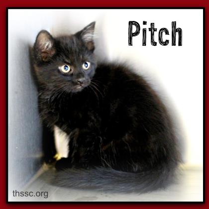 Pitch