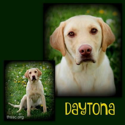 Daytona