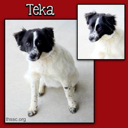 Teka