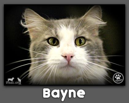 Bayne