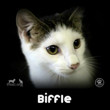 Biffle