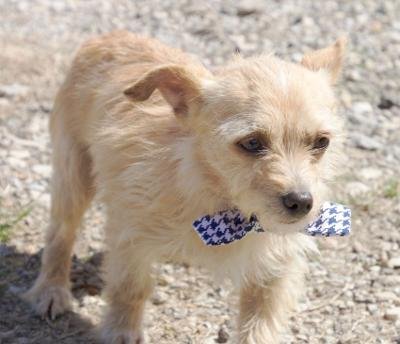 adoptable Dog in Carrollton, TX named Cracker