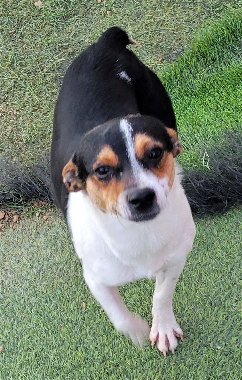 adoptable Dog in Carrollton, TX named Petey