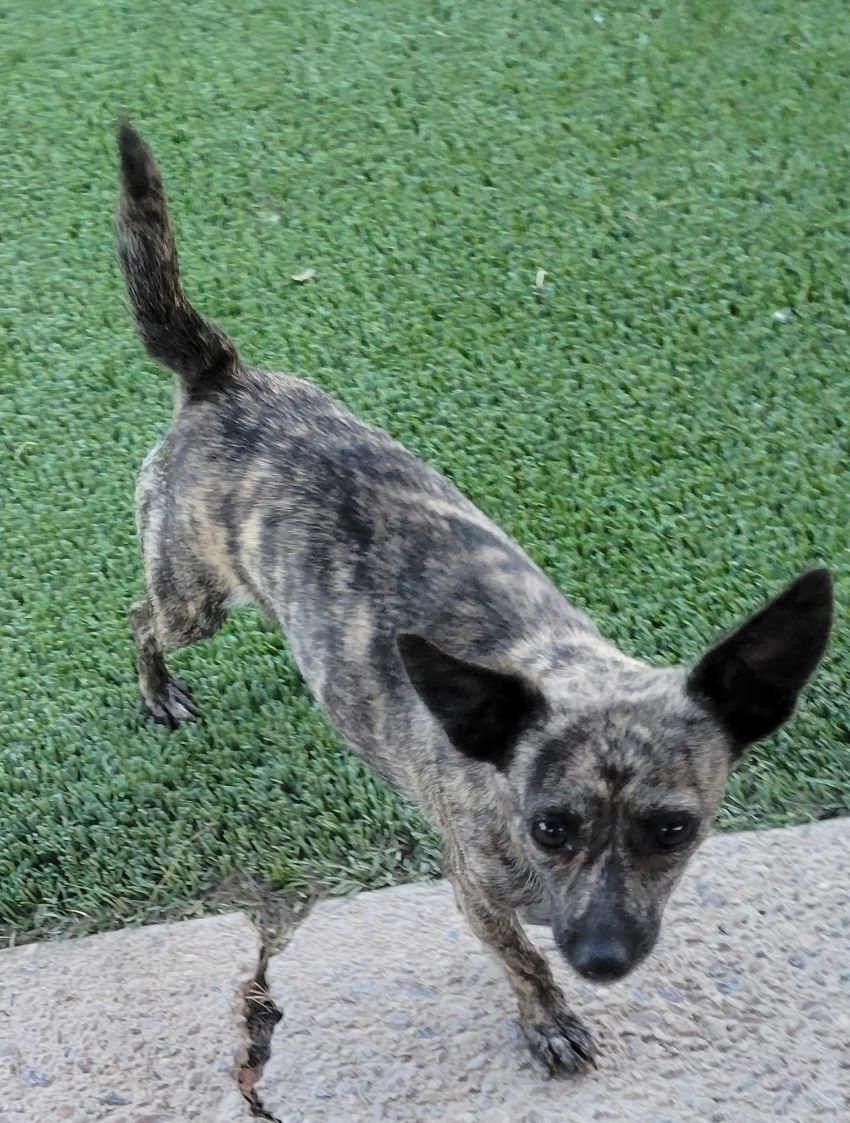 Dog for Adoption Victoria, a Chihuahua in Sherman, TX Alpha Paw