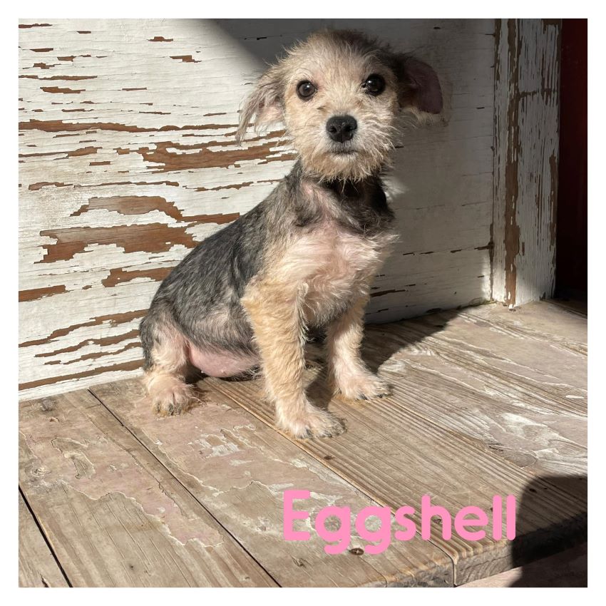 Shell Pa Dogs Dog for Adoption - Egg Shell, a Cairn Terrier in Grapevine, TX | Alpha Paw