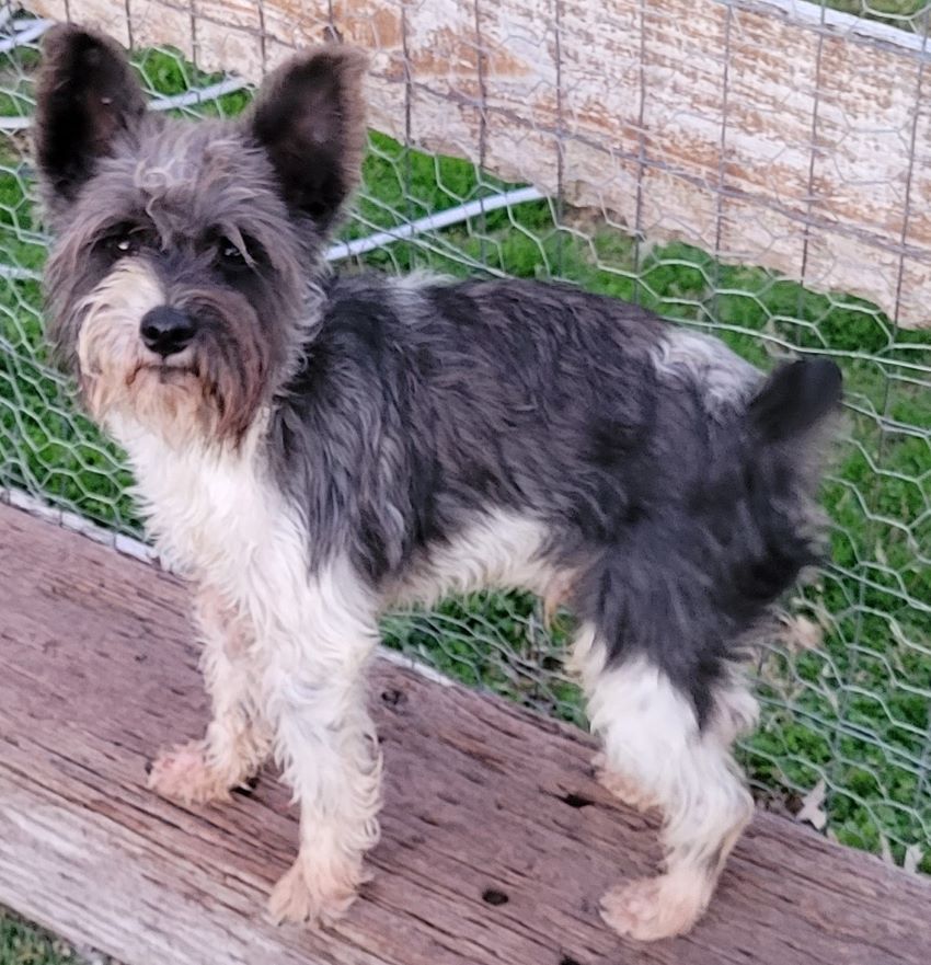 Dog for Adoption Brandon, a Schnauzer in Burleson, TX Alpha Paw