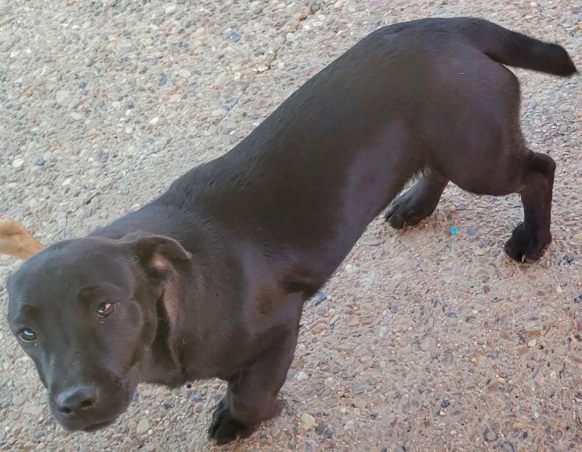 Dog for Adoption Kelsey, a Labrador Retriever in Ennis, TX Alpha Paw