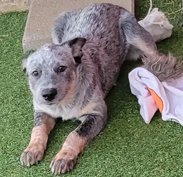 Dog for Adoption Columbo, a Australian Cattle Dog/Blue Heeler in