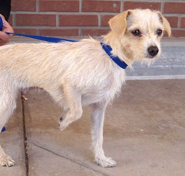 Dog for Adoption Elizabeth, a Norwich Terrier in Mckinney, TX Alpha Paw