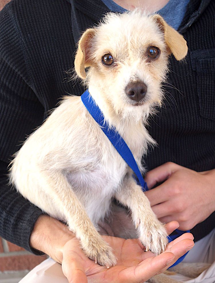 Dog for Adoption Elizabeth, a Norwich Terrier in Mckinney, TX Alpha Paw