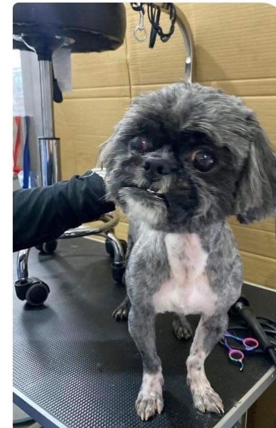 Dog for Adoption Zig Zag, a Shih Tzu in Van Alstyne, TX Alpha Paw