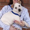 adoptable Dog in carrollton, TX named Balsam