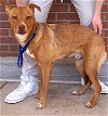 adoptable Dog in carrollton, TX named Cooper